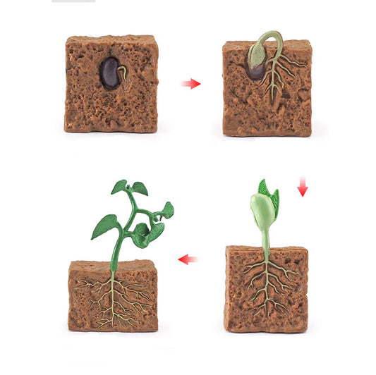 Life Cycle Objects - Seed