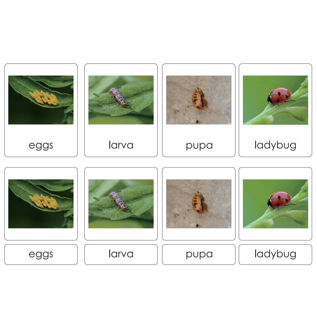 Sorting Cards-Ladybug Life Cycle EN