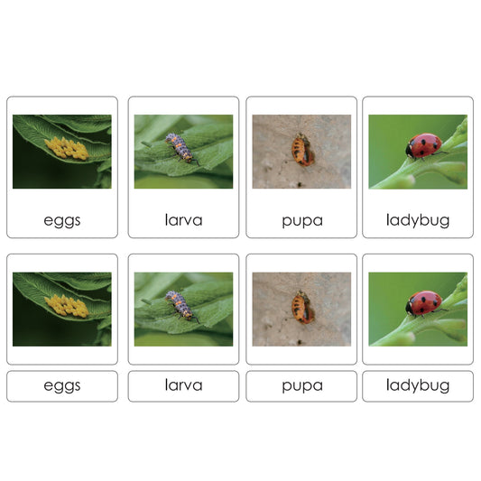 Sorting Cards-Ladybug Life Cycle EN