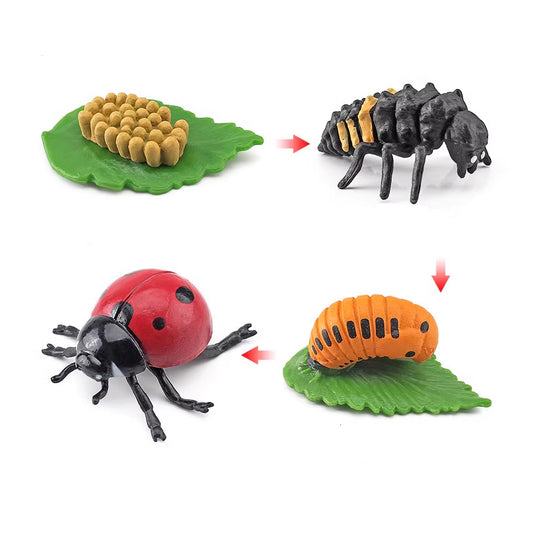 Life Cycle Objects- Ladybug