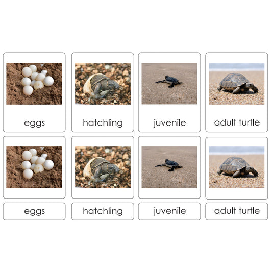Sorting Cards-Turtle Life Cycle EN