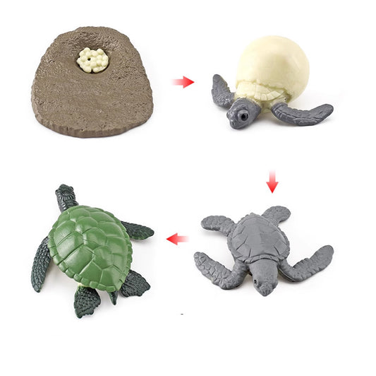 Life Cycle Objects -Turtle