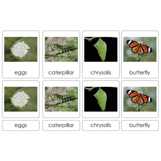 Sorting Cards-Butterfly Life Cycle EN