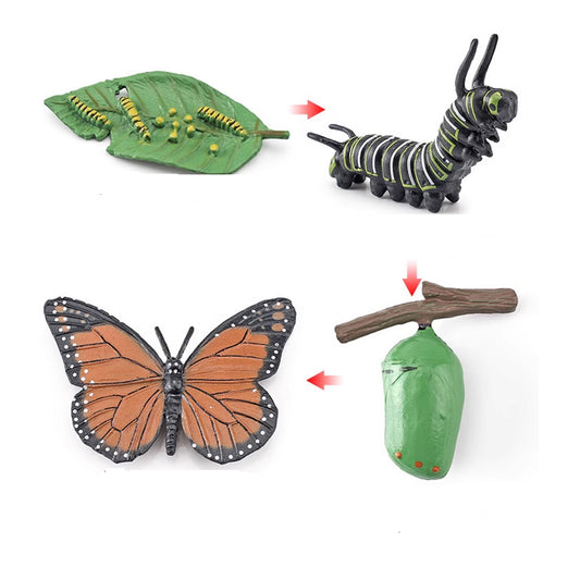 Life Cycle Objects - Butterfly