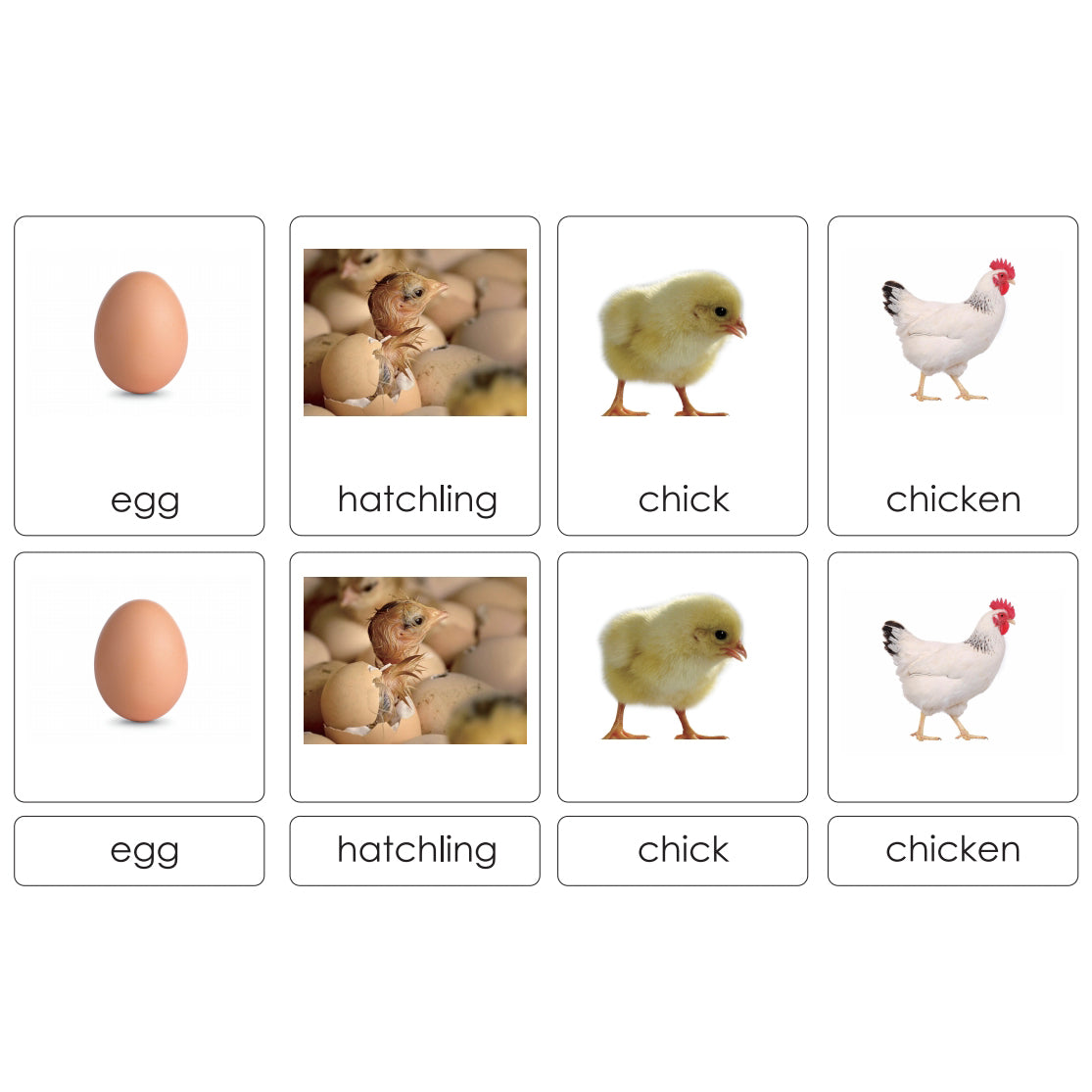 Sorting Cards-Chick Life Cycle EN