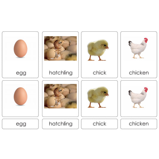 Sorting Cards-Chick Life Cycle EN