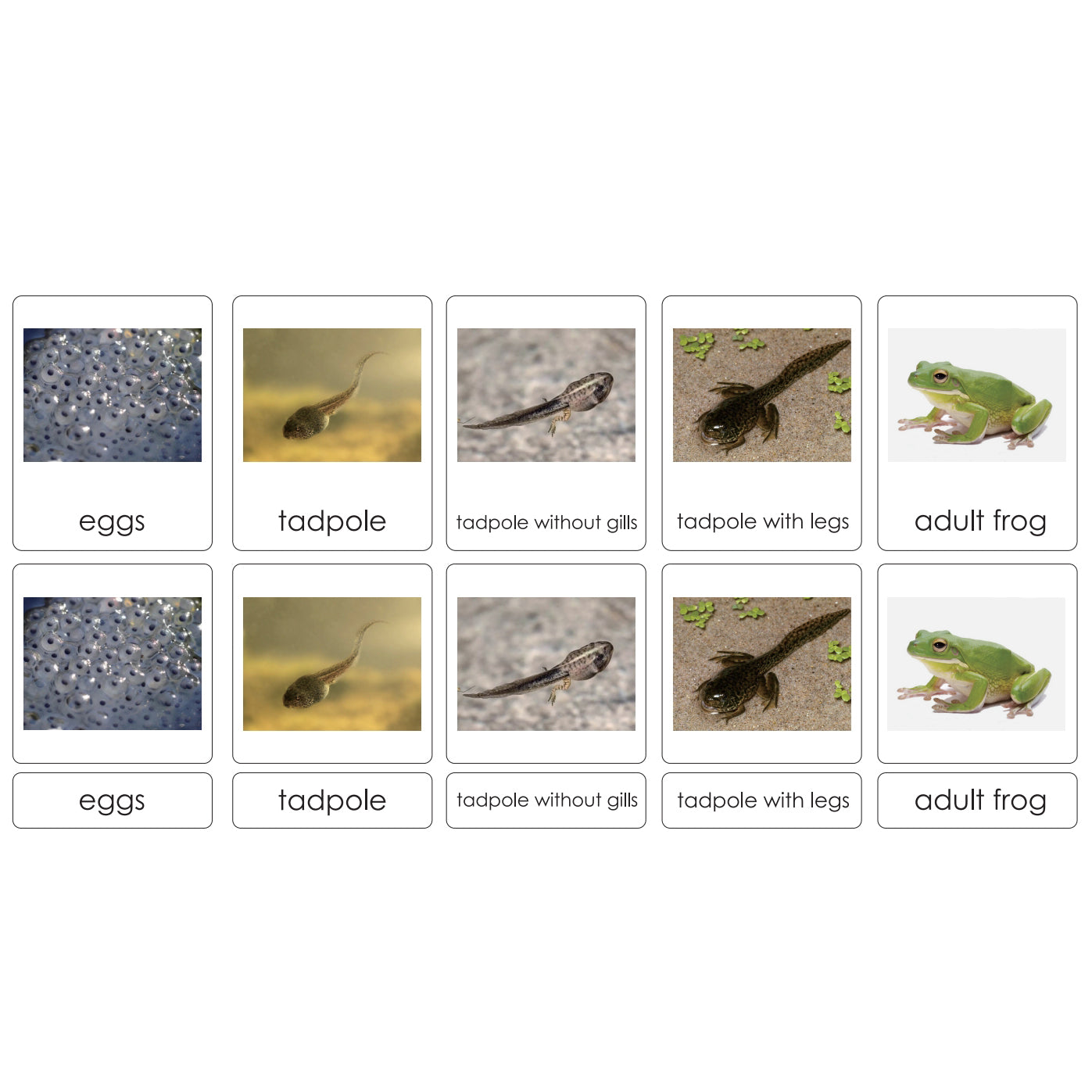 Sorting Cards-Frog Life Cycle EN