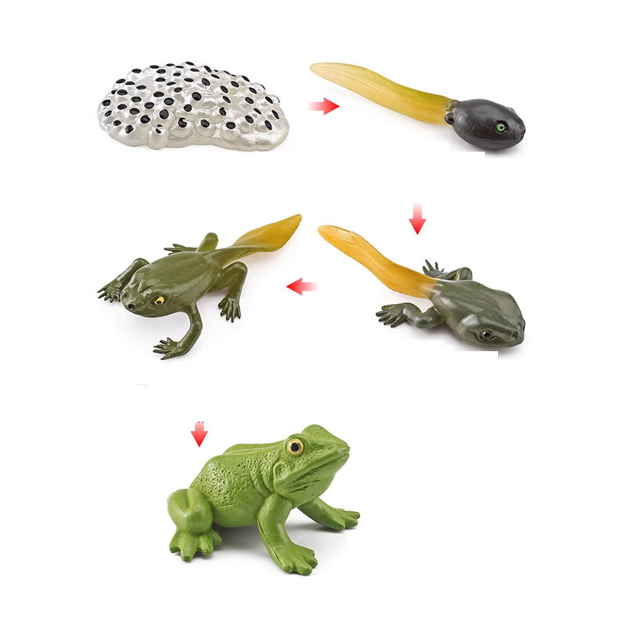 Life Cycle Objects - Frog