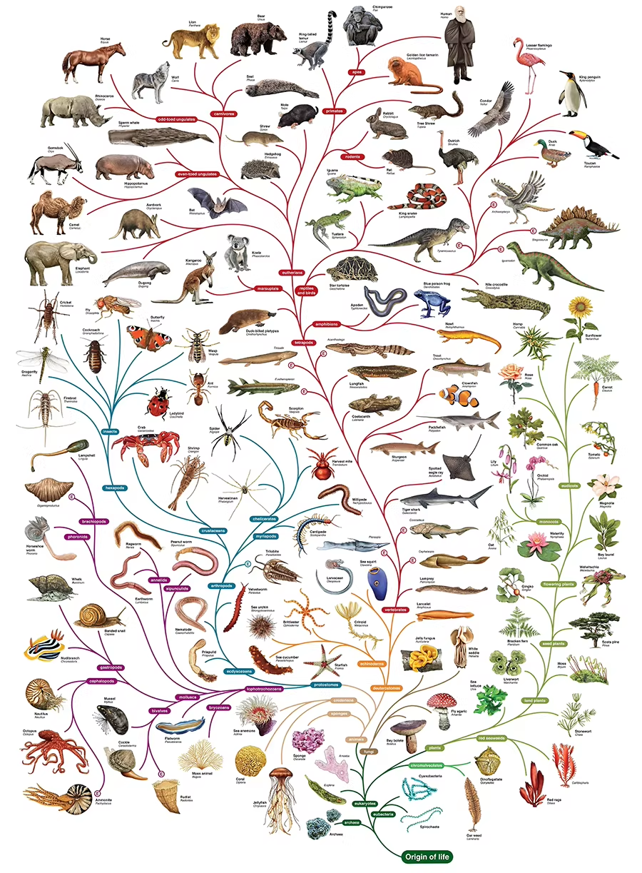 The Tree of Life Poster – Origin of Species, Darwin Evolution Chart fo ...