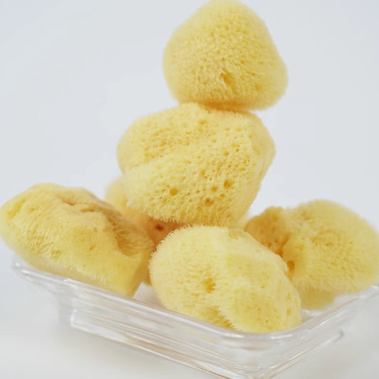 Natural Sea Sponge